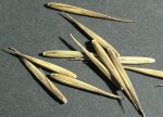 náhled: Semena-Phyllostachys-pubescens-02